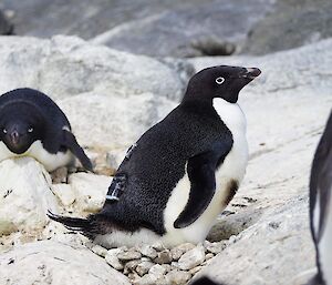 Adelie Penguins