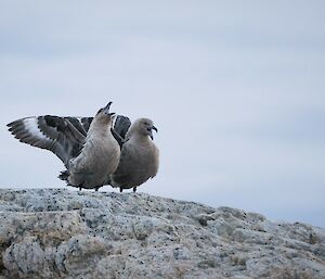 2x skuas perched on a rock