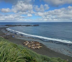 Seals and penguins on a grey rocky beach.