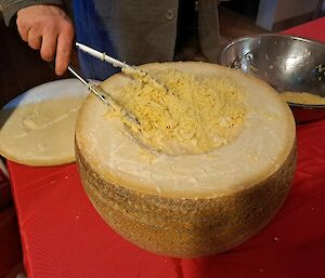 40 kg Cheese Wheel cut in half