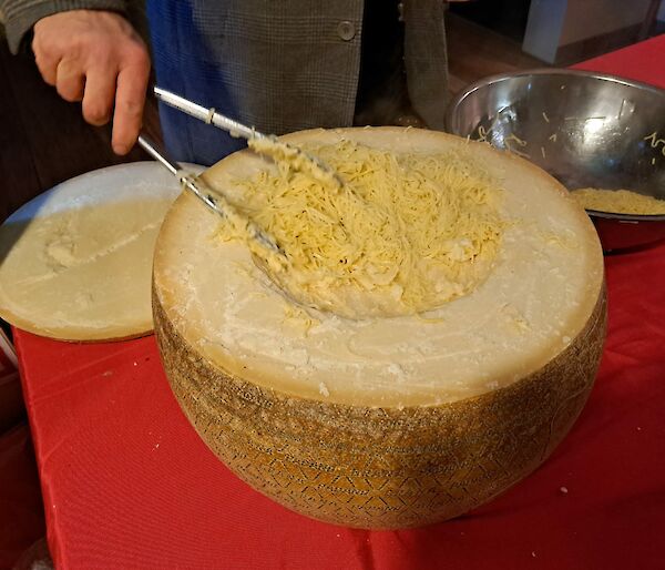 40 kg Cheese Wheel cut in half