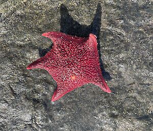 A red starfish on a rock.