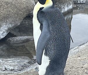 An emperor penguin stands side-one with a rocky pool in the background.