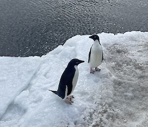 Adelie penguins on ice near shore
