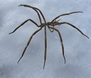 A spider with long skinny legs sits on snow.