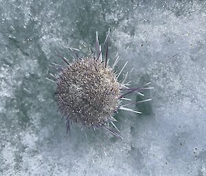 Sea Urchin