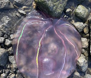 Iridescent Jelly fish