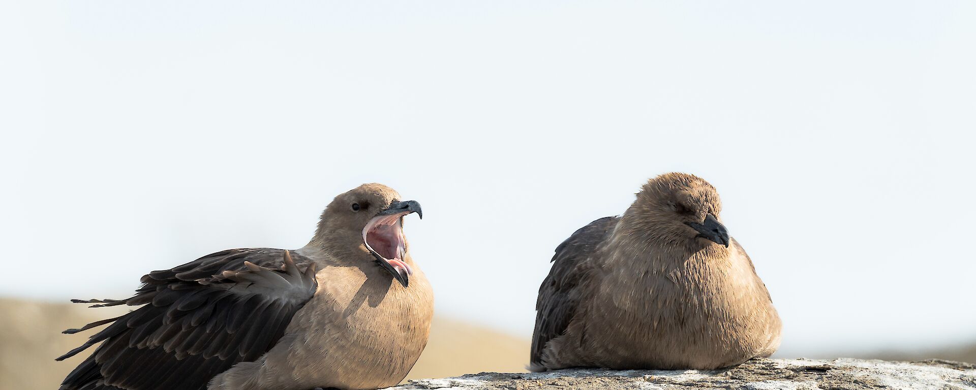 Two skuas on their rock