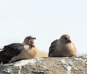 Two skuas on their rock