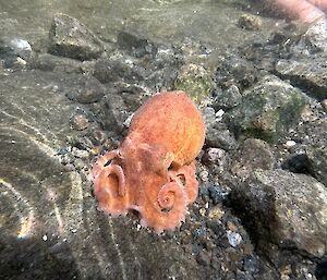 Orange Octopus