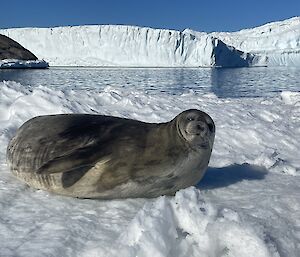 A weddell Seal looks at the camera, lying on snow with an ice shelf in the background.