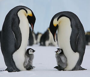 Two adult emperor penguins with a chick sitting on each of their feet.