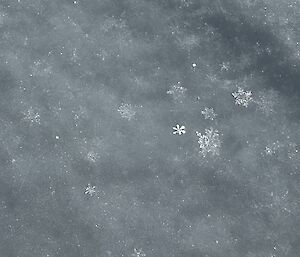 Snow flakes on icy surface