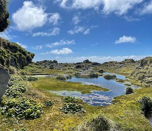 A grassy scene with a pond in the middle under blue skies