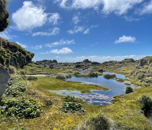 A grassy scene with a pond in the middle under blue skies