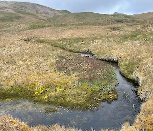 A creek runs through a grassy landscape