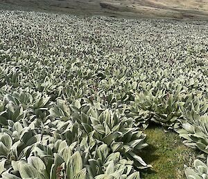 Big broad-leafed plants in the foreground, barren hills in the background