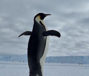 Emperor Penguin