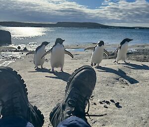Adelie penguins walk past to say hello