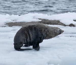 Fur Seal molting at Mawson
