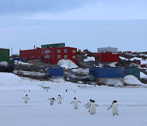 Penguins walking across the seaice
