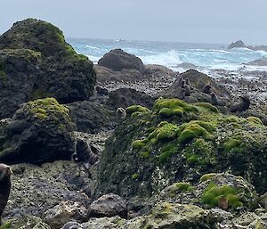 A wild beach with lots of seals lying on the rocks in the foreground.