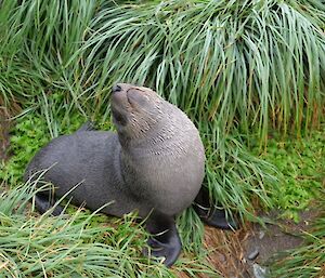 A seal looks up at the camera, sounded by green tussocks.