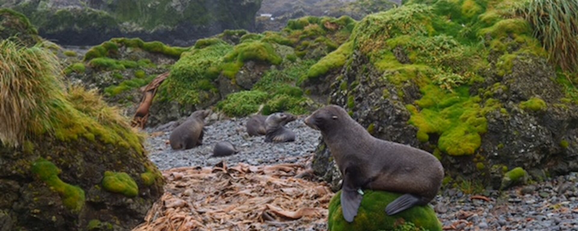 A seal sits on a rocky path with green tussocks and the sea behind it.