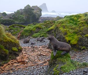 A seal sits on a rocky path with green tussocks and the sea behind it.