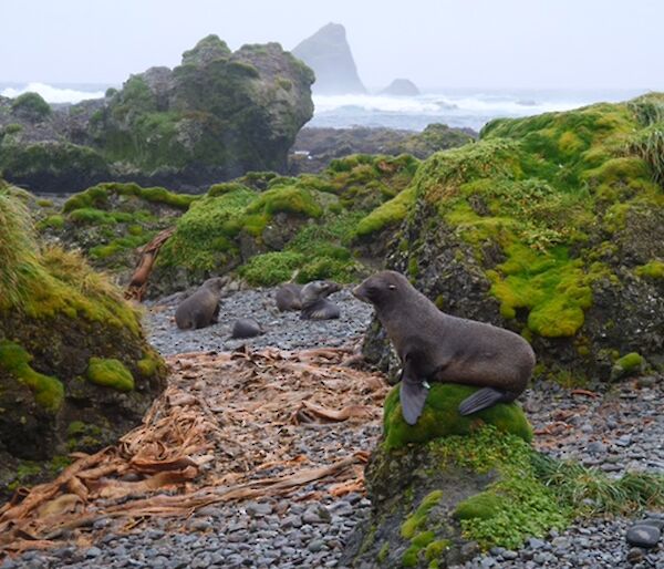 A seal sits on a rocky path with green tussocks and the sea behind it.