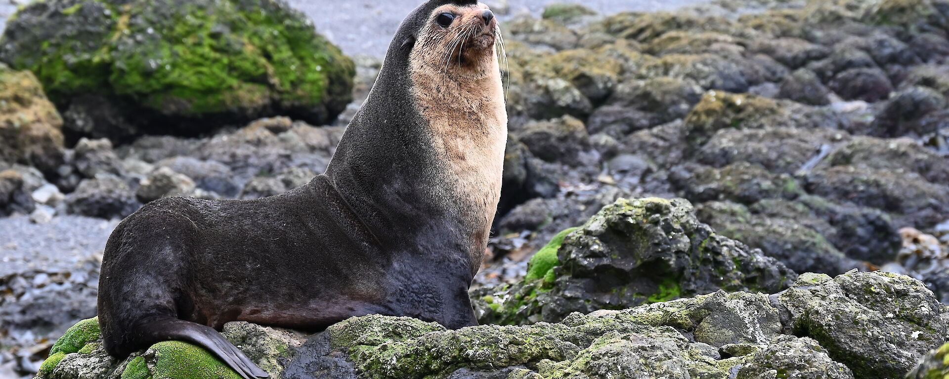 A seal sits on rocks looking out.