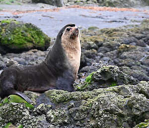 A seal sits on rocks looking out.