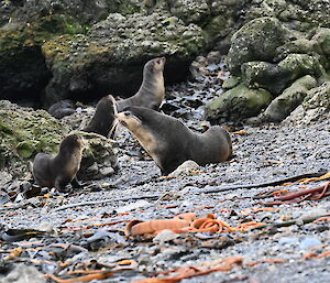 Four seals sit on a rocky beach with boulders behind them.