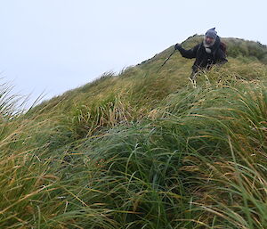 A man walks down a steep tussocky hill