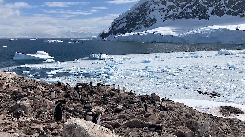 A snow covered mountain in the background and gentoo penguins in the foreground, standing on rocks.