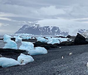 A rocky  mountain covered in snow in the background, with penguins standing on a rocky shore in the foreground.