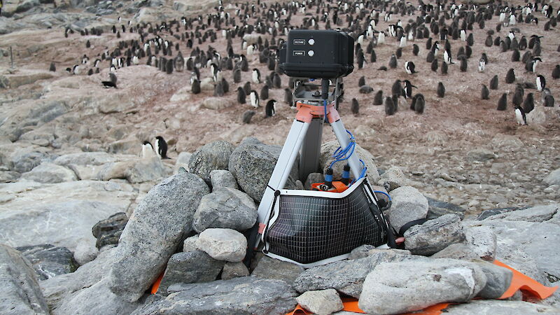 A black box camera stands on a tripod, surrounded by rocks, with a penguin colony in the background