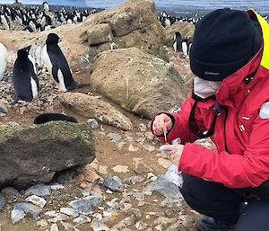 A person in a mask and red expeditioner gear kneels down in rocks, surrounded by penguins, using a dropper to collect a sample.