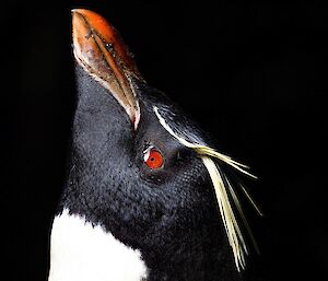 A rockhopper penguin's face, with it's beak pointed upwards