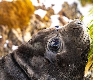 A young elephant seal pup with large black eyes