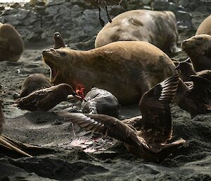 A group of sub-antarctica skua's attack a young elephant seal pup