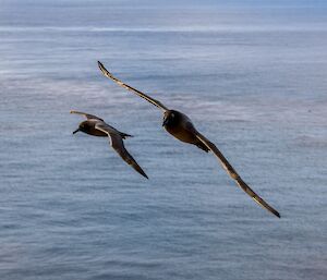 Two albatross flying
