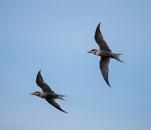 Two Antarctic Tern's in flight, their wings are outstretched