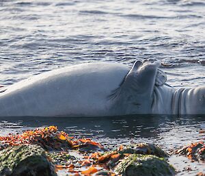 An elephant seal pup, laying in it's back with its flippers over its belly. It looks relaxed in a sea of kelp.