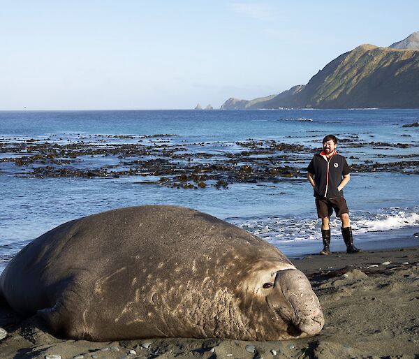 A man stands behind a large elephant seal on a beach