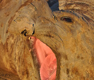 A big elephant seal opening its big pink mouth.