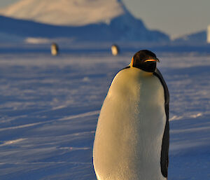 Big healthy Emperor penguin standing on ice, looking at the camera at Auster rookery