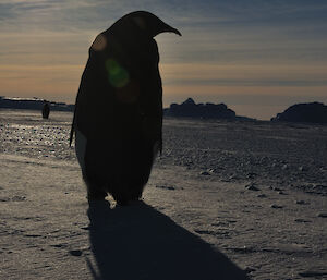 Emperor penguin silhouette with sun behind it.