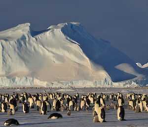 Big ice mountain with lots of emperor penguins in front of it.