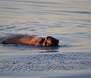 2011, Davis, elephant seal in the water